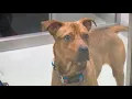 SPCA Serving Erie County offers free service to pet owners looking to rehome pets