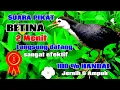 Download Lagu SUARA BURUNG RUAK RUAK  BETINA || AMPUH DAN JERNIH
