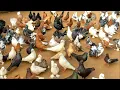 Download Lagu Poultry farming: I Regret Not Starting Pigeon Farming Business Sooner - Here’s Why You Should Too