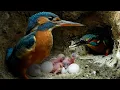Download Lagu Kingfisher Chicks Hatch \u0026 Dad Eager to Feed | 4K | Discover Wildlife | Robert E Fuller