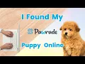 I wouldn t change a thing Pawrade is a one-stop shop for puppy online shopping