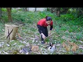 Download Lagu Harvesting A Lot Of Rabbit in Forest Goes To Market Sell | Ming Daily Life