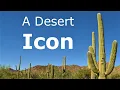 Icon of the American Desert The Mighty Saguaro Cactus