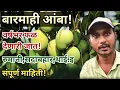 Lagu बारमाही आंबा! खरंच वर्षभर फळ देणार?? बारमाही आंबा व्हरायटी -रुमानी, सदाबहार, थाई संपूर्ण माहिती!!