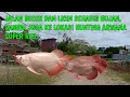 Setelah lewat jalan becek dan licin,sampai juga di lokasi hunt1ng ikan arwana super red