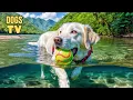 Download Lagu 🔴 TV for Dogs: The Best Fun \u0026 Entertaining TV for Dogs - Help Your Dogs Chill with This Television!