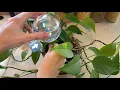 Self Watering Globes for Plants Review