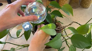 Self Watering Globes for Plants Review