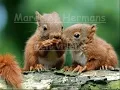 Margriet Hermans   Een vriend