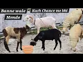 Download Lagu Banne wale mende available in Hyderabad | sasta guntur baby sheeps | bannur sheep's | kabra vilayati