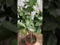 Download Lagu Growing lemon  trees in greenhouse in the UK🍋