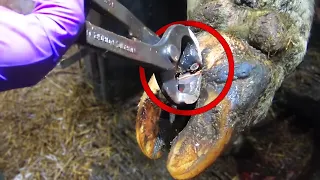 EXTRACTING NAILS from COW s HOOVES Hoof GP COMPILATION