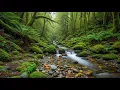 Serene Flowing Water & Bamboo Flute - 8 Hours of Relaxing Japanese Ambient Music | 432Hz