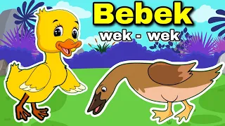 Download Bebek wek wek wek Lagu Anak Anak Bebek Nyosor Dan Ayam Berkokok MP3