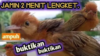 suara pikat cici padi paling ampuh buktikan langsung 