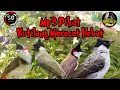 Download Lagu Suara Pikat Burung Kutilang Nyerecet Hebat