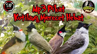 Download Suara Pikat Burung Kutilang Nyerecet Hebat MP3