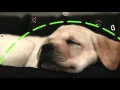 PURINA PRO PLAN Puppy with OPTISTART