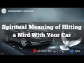 I Hit a Bird With My Car and Here s What I Learned Spiritually