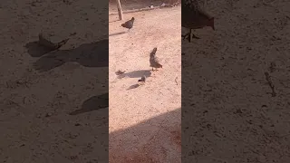 صوت دجاجه تنادي على فرخ من أجل الاكل دندنها