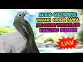 Download Lagu MASTERAN OPIOR JAWA GACOR - TERAPI OPIOR JAWA STRES ALIRAN AIR