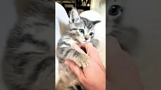 BEST SLEEP ASMR Zoo Pets Relaxing Sleep infant animals kittens put your child to sleep naturally