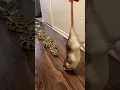 Download Lagu Rocky My Giant Python Vs HUGE Rat! 🐀🐍