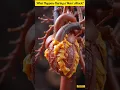 Download Lagu “What Happens During a Heart Attack? | Inside the Body Explained”