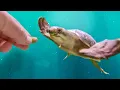 Introducing the Pig Nosed Turtle