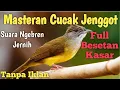 Download Lagu Masteran cucak jenggot gacor full mbeset kasar suara ngebren jernih #masterancucakjenggot #jenggot