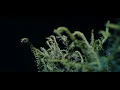 Ólafur Arnalds - New Grass
