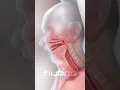 Sleep apnea animation