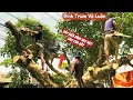 Download Lagu Cưa cây Sung khủng ôm trùm dây điện /Sawing down a giant fig tree covered with electric wires |P97