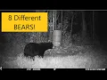 So many bears 2023 Minnesota Bear Hunting Trail Cam Footage