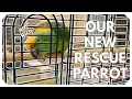Lagu Day 1 with Rico: The Amazon Parrot I Never Expected to Take In