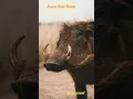 Download Lagu Suara Babi Hutan - Wild Boar - The_green video