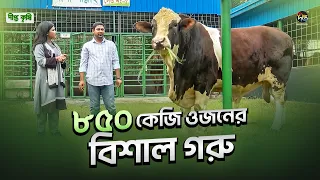 Deepto Krishi l আধুনিক খামারে গরু পালনে লাভবান l Cow Farm l Ep 1902 l DeeptoTV