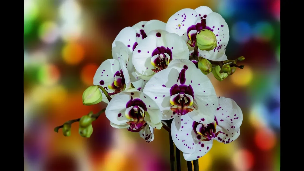 ORQUIDEAS ESPECIES, COMO PLANTAR E CUIDAR