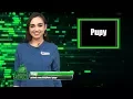The Tool Box Pupy