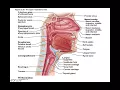 Chapter 22 Respiratory System Part1