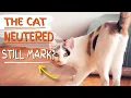 Do MALE CATS Still Mark After BEING NEUTERED