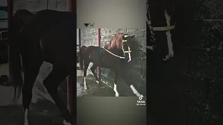  جرح تحت سرج الخيل متداري                                       لا الخيل يشكي ولا الخيال داري  دندنها