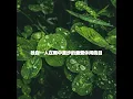 Superlative Bossa Nova Guitars and Jazz Organ - Vibe for Wild Imaginations