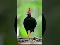 Download Lagu puyuh sengayan - Crown Partridge - Rollulus Rouloul
