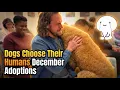 When Dogs Choose Their Humans Adoption Moments
