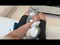Download Lagu テレビ見てると甘えんぼ猫が「こっち見て」と腕を掴んで離してくれないので困ってます…