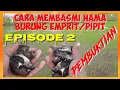 Download Lagu CARA MEMBASMI HAMA BURUNG PIPIT DISAWAH PART 2||HOW TO EXTERMINATE SPINE PESTS IN THE FIELD PART 2