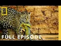 Download Lagu Jungles: Survival of the Fittest (Full Episode) | Hostile Planet