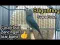 Download Lagu Srigunting Abu Abu Gacor Efektif buat pancingan srigunting biar bunyi