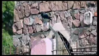 الله شايفنا  دندنها